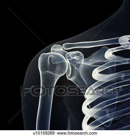Stock Photo - Illustration of the shoulder bones. Fotosearch