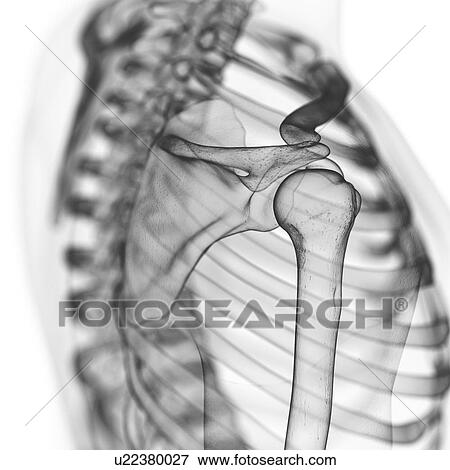 Stock Photo - Illustration of the shoulder bones. Fotosearch