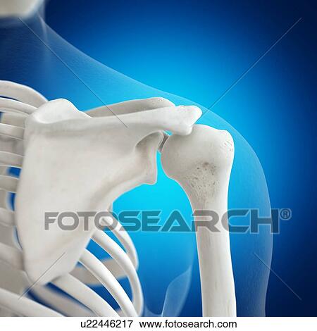 Stock Photo - Illustration of the shoulder bones. Fotosearch