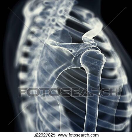 Illustration of the shoulder bones View Large Photo Image Stock Photography - Illustration of the shoulder bones. Fotosearch