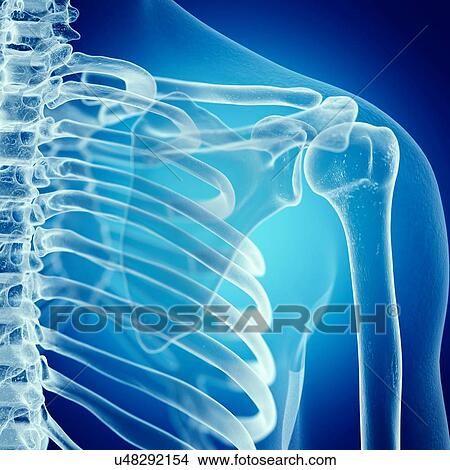 Picture - Illustration of the shoulder joint. Fotosearch