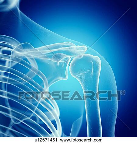 Stock Image - Illustration of the shoulder joint. Fotosearch