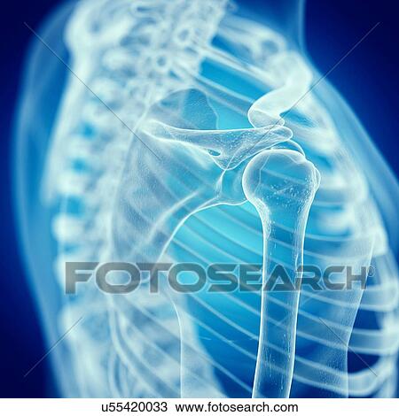 Illustration of the shoulder joint View Large Photo Image Stock Image - Illustration of the shoulder joint. Fotosearch