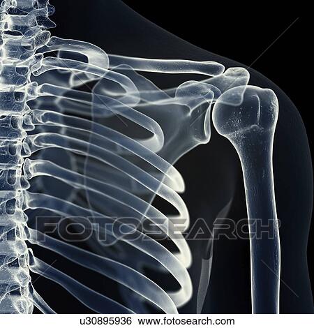 Stock Photograph - Illustration of the shoulder joint. Fotosearch
