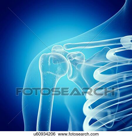 Stock Photograph - Illustration of the shoulder joint. Fotosearch