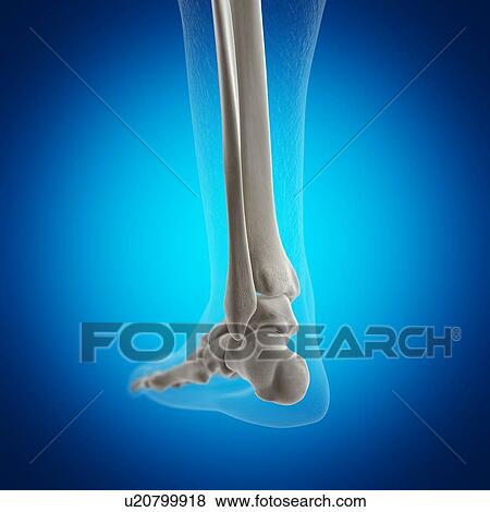 Illustration of the skeletal ankle View Large Photo Image Stock Photo - Illustration of the skeletal ankle. Fotosearch