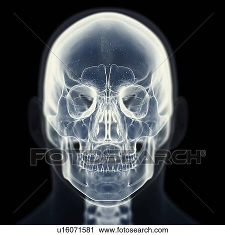 Stock Image - Illustration of the skull. Fotosearch
