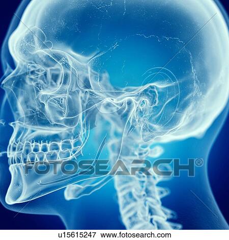 Illustration of the skull View Large Photo Image Stock Photo - Illustration of the skull. Fotosearch