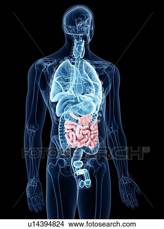 Illustration of the small intestine View Large Photo Image Picture - Illustration of the small intestine. Fotosearch