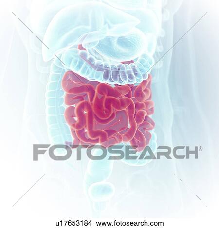 Picture - Illustration of the small intestine. Fotosearch