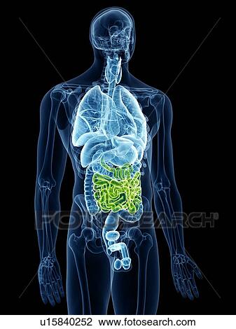 Illustration of the small intestine View Large Photo Image Stock Image - Illustration of the small intestine. Fotosearch