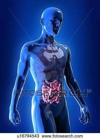 Illustration of the small intestine View Large Photo Image Stock Image - Illustration of the small intestine. Fotosearch