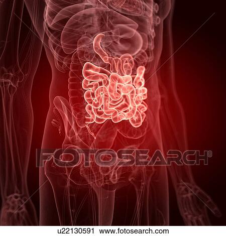 Stock Image - Illustration of the small intestine. Fotosearch