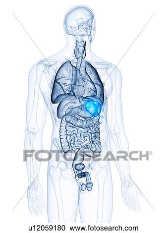 Stock Image - Illustration of the spleen. Fotosearch