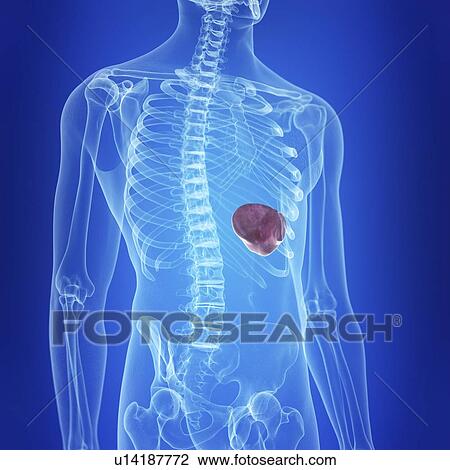 Stock Image - Illustration of the spleen. Fotosearch