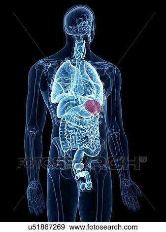 Illustration of the spleen View Large Photo Image Stock Photo - Illustration of the spleen. Fotosearch
