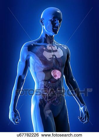 Stock Photograph - Illustration of the spleen. Fotosearch