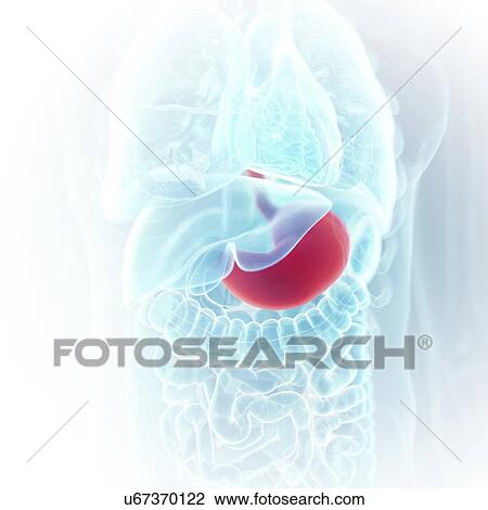 Stock Image - Illustration of the stomach. Fotosearch