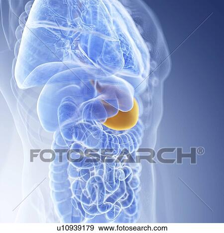 Stock Photo - Illustration of the stomach. Fotosearch
