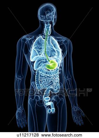 Stock Photo - Illustration of the stomach. Fotosearch