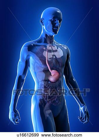 Stock Photo - Illustration of the stomach. Fotosearch