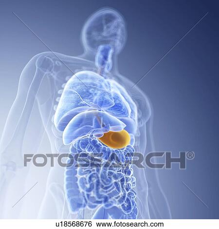 Stock Photograph - Illustration of the stomach. Fotosearch