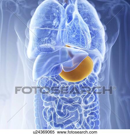 Stock Photography - Illustration of the stomach. Fotosearch