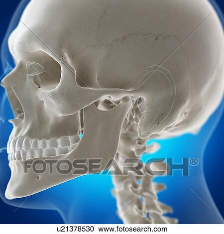 Stock Image - Illustration of the temporomandibular joint. Fotosearch