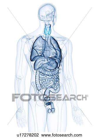 Stock Image - Illustration of the thyroid gland. Fotosearch