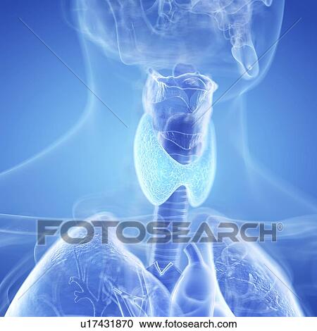 Illustration of the thyroid gland View Large Photo Image Stock Image - Illustration of the thyroid gland. Fotosearch