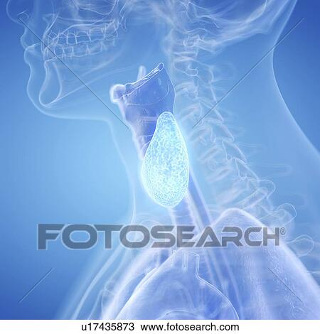Stock Image - Illustration of the thyroid gland. Fotosearch