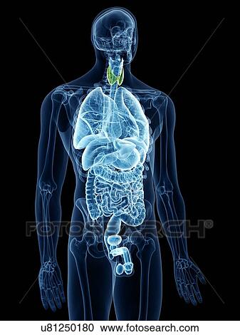 Illustration of the thyroid gland View Large Photo Image Stock Image - Illustration of the thyroid gland. Fotosearch