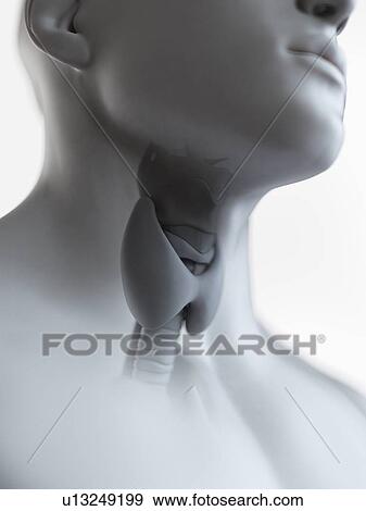 Illustration of the thyroid gland View Large Photo Image Stock Photo - Illustration of the thyroid gland. Fotosearch