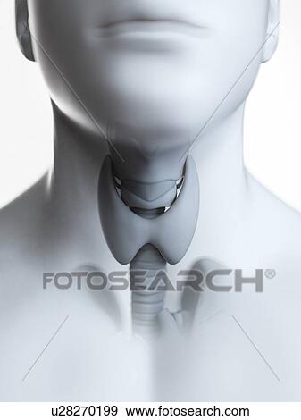 Stock Photo - Illustration of the thyroid gland. Fotosearch