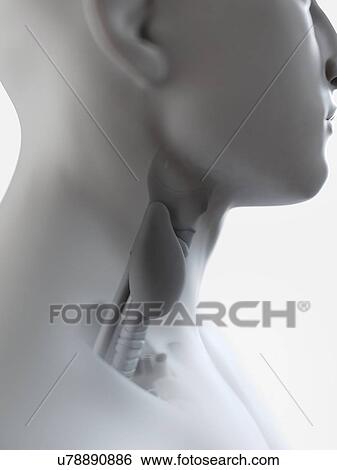 Stock Photograph - Illustration of the thyroid gland. Fotosearch