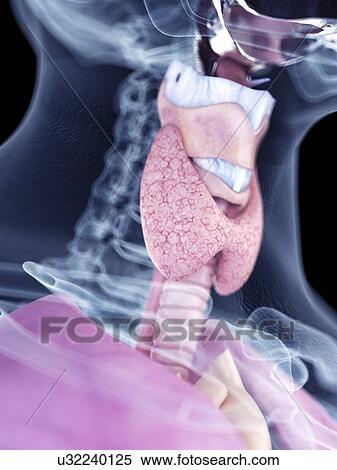 Illustration of the thyroid gland View Large Photo Image Stock Photography - Illustration of the thyroid gland. Fotosearch