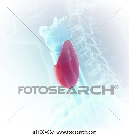 Illustration of the thyroid View Large Photo Image Stock Photo - Illustration of the thyroid. Fotosearch