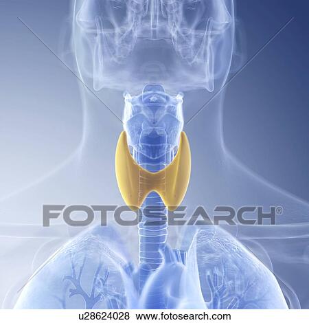 Illustration of the thyroid View Large Photo Image Stock Photo - Illustration of the thyroid. Fotosearch