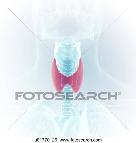 Illustration of the thyroid View Large Photo Image Stock Photograph - Illustration of the thyroid. Fotosearch
