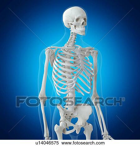 Illustration of the upper body bones View Large Photo Image Stock Photography - Illustration of the upper body bones. Fotosearch