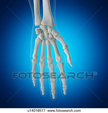 Illustration of the wrist bones View Large Photo Image Stock Photo - Illustration of the wrist bones. Fotosearch