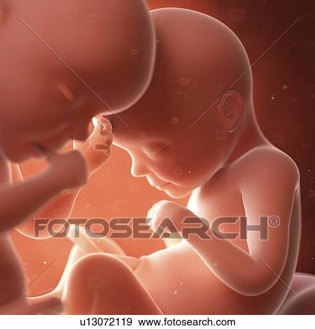 Stock Photo - Illustration of twins in the womb. Fotosearch
