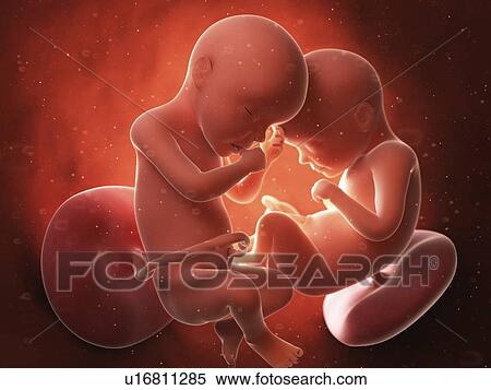 Illustration of twins in the womb View Large Photo Image Stock Photography - Illustration of twins in the womb. Fotosearch