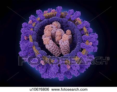 Stock Photograph - Illustration showing the structure of an influenza (flu) virus. At the virus's core are ribonucleoprotein particles that include the viral RNA (ribonucleic acid, red) genome and RNA polymerase molecules (orange). Enclosing the core is a capsid.... Fotosearch