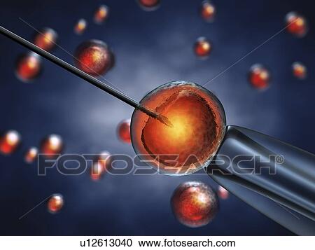 In vitro fertilization, illustration View Large Photo Image Stock Image - In vitro fertilization, illustration. Fotosearch