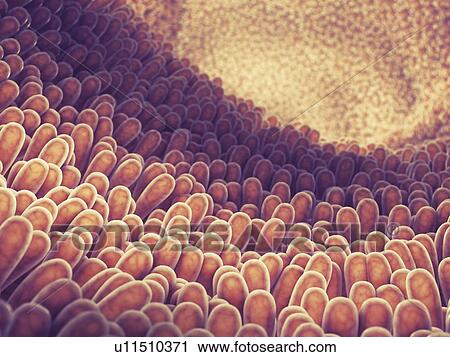 Stock Image - Intestine lining, illustration. Fotosearch