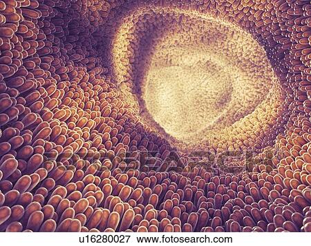 Intestine lining, illustration View Large Photo Image Stock Photo - Intestine lining, illustration. Fotosearch