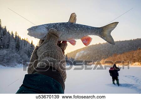 Stock Photo - Landscape fishing on snow covered frozen lake, hand holding up caught fish, close up. Fotosearch