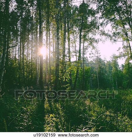 Landscape from green sunlit forest View Large Photo Image Stock Photo - Landscape from green sunlit forest. Fotosearch