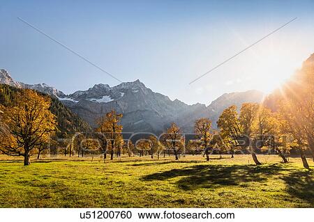 Stock Image - Landscape of ancient maple trees, Karwendel region, Hinterriss, Tirol, Austria. Fotosearch